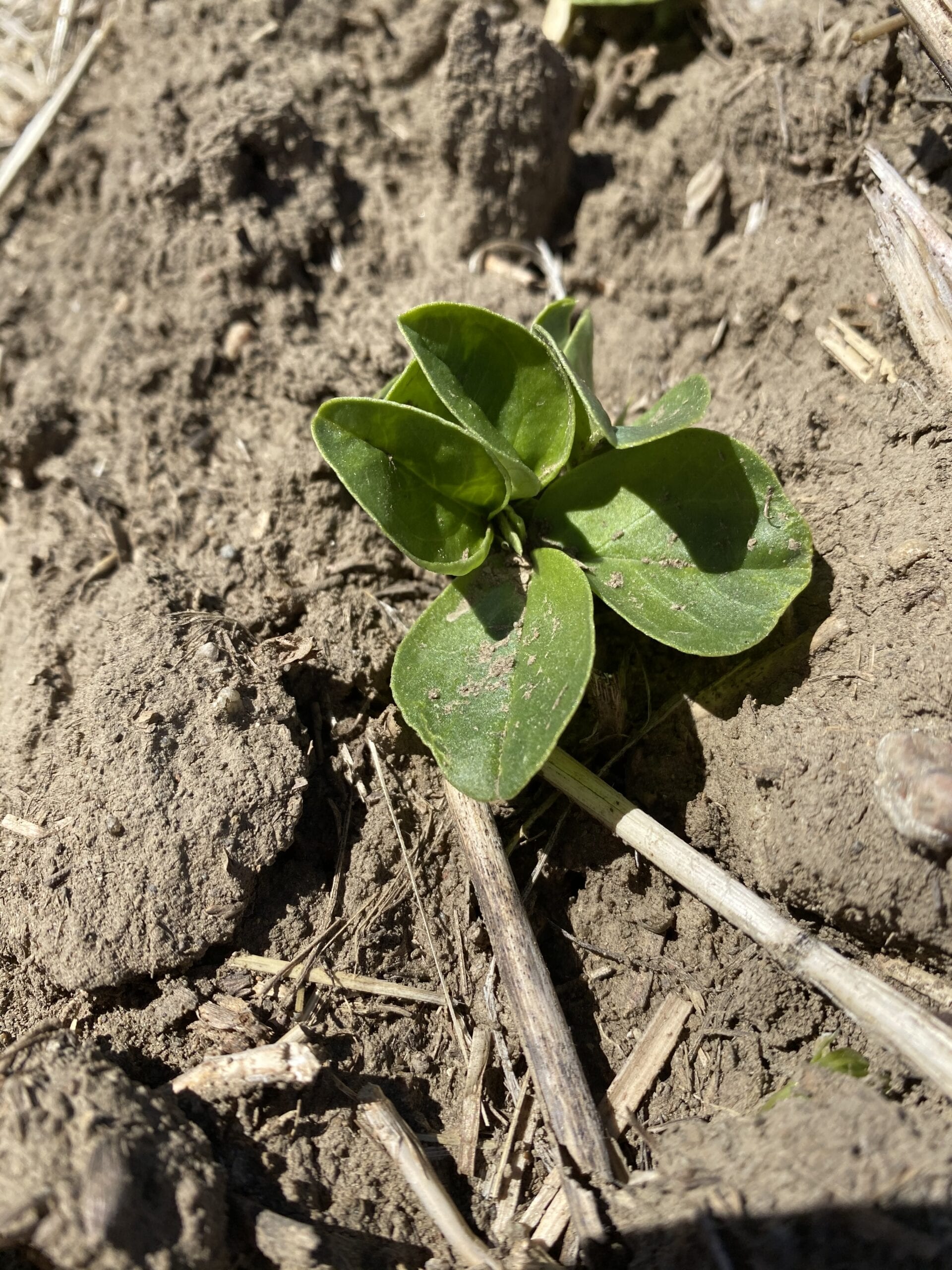 Annual Forages in a Rotation
