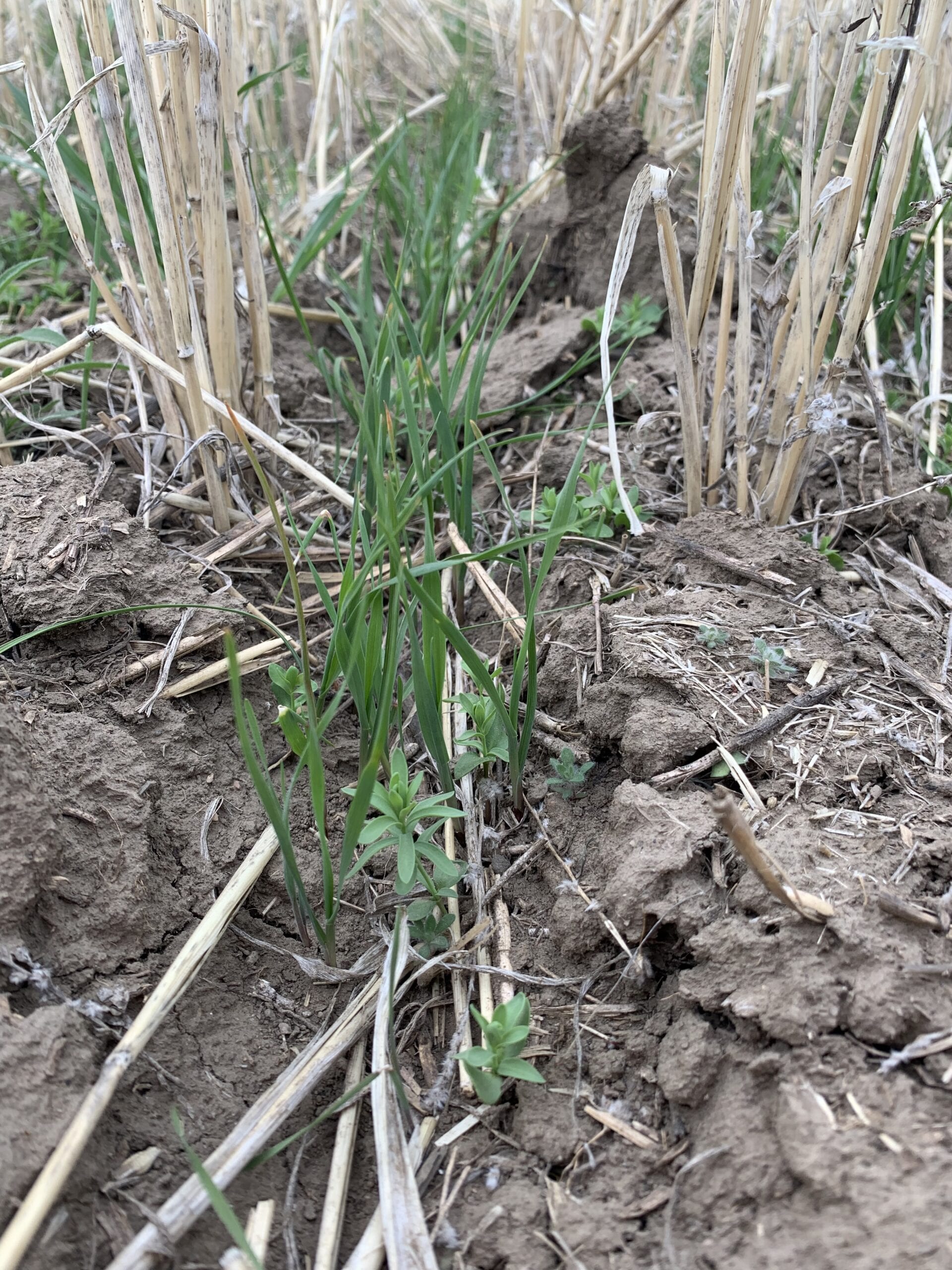 Annual Forages in a Rotation