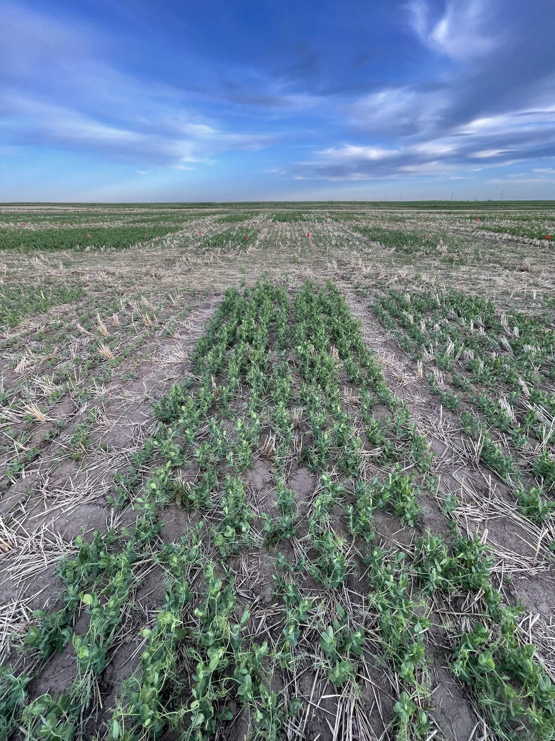Annual Forages in a Rotation