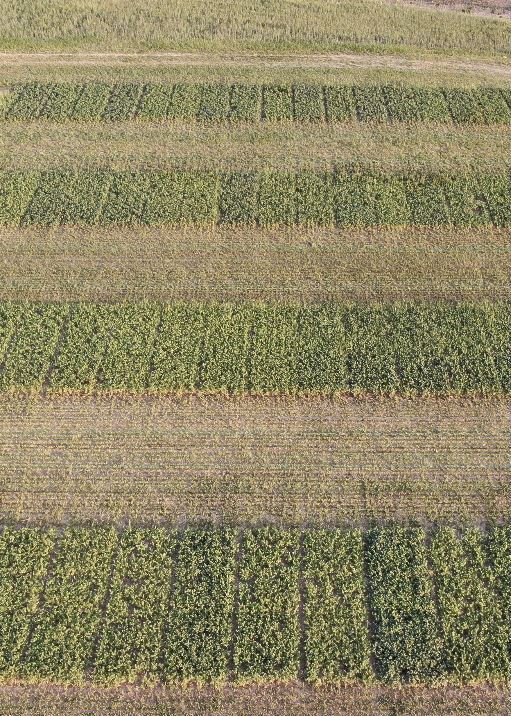 Annual Forages in a Rotation