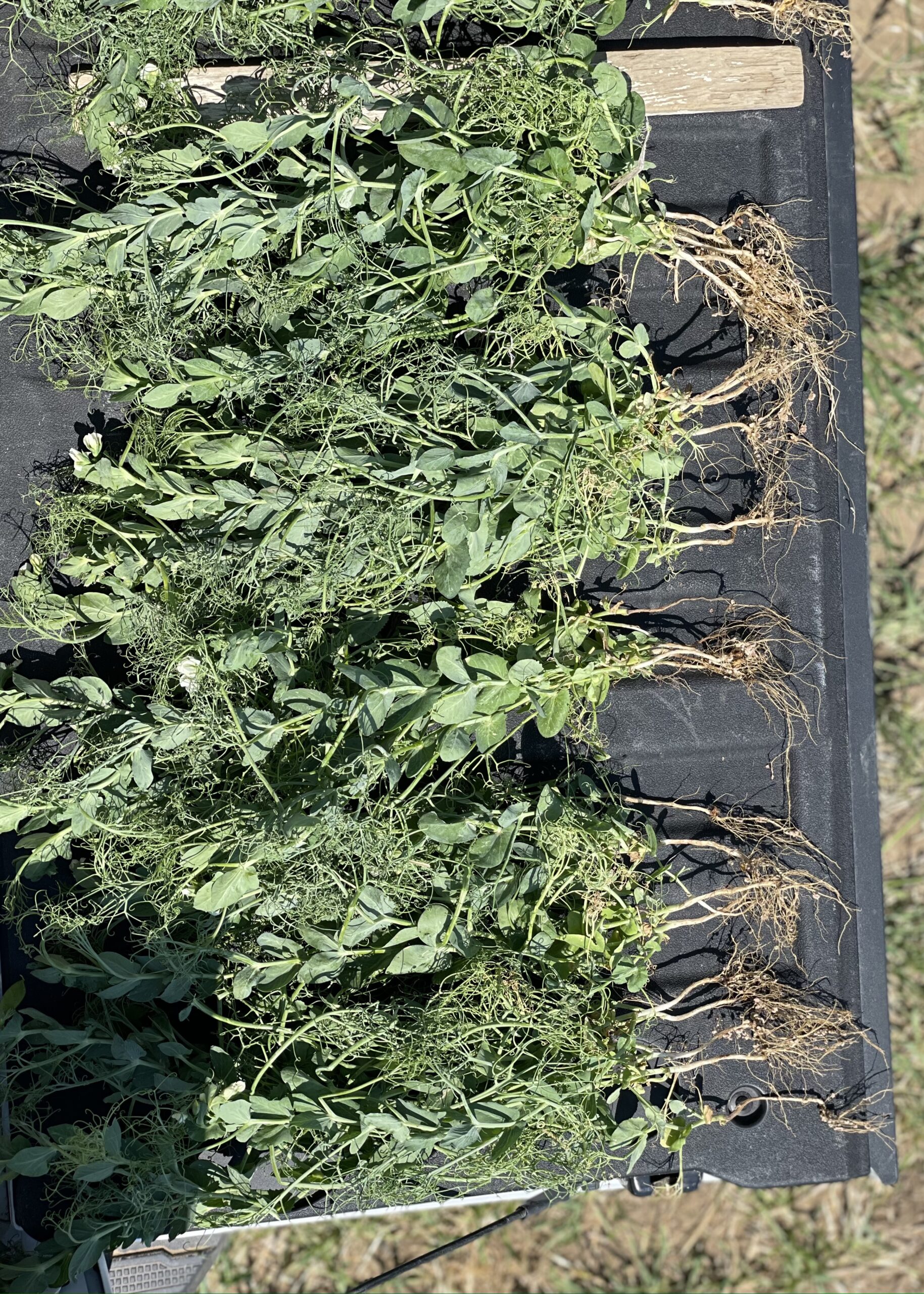 Increasing Seeding Rate to manage FHB in Wheat