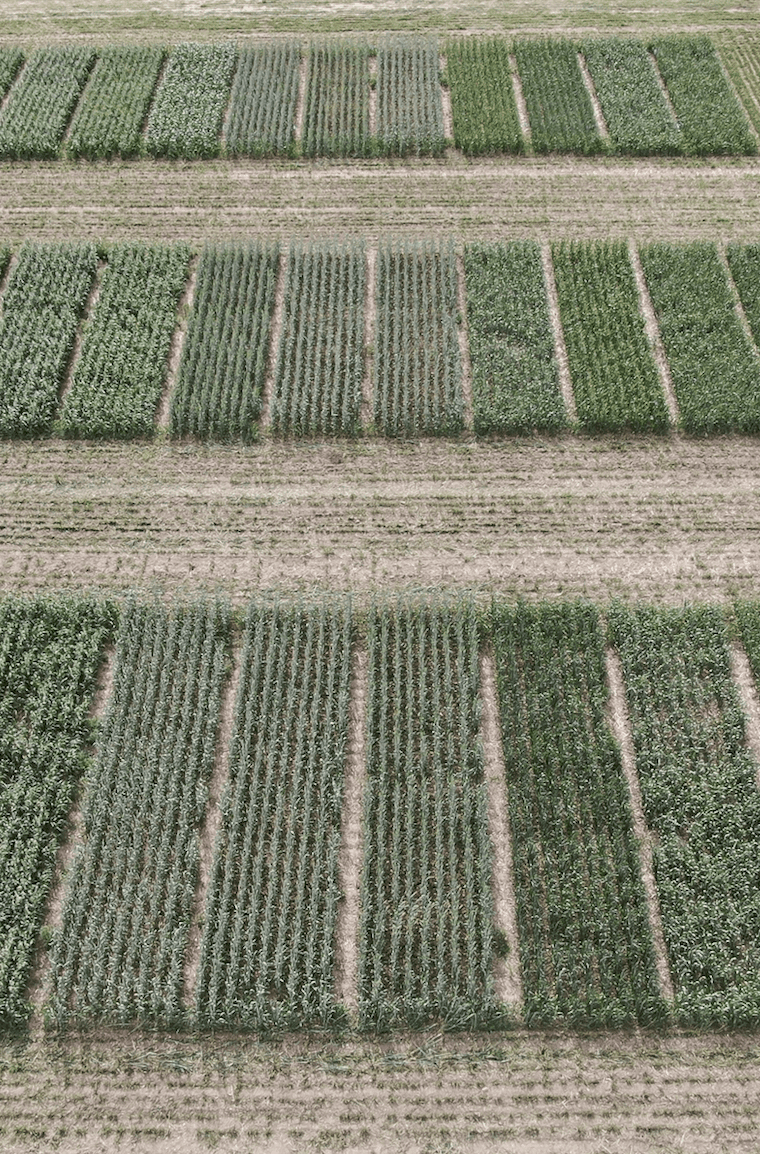 Increasing Seeding Rate to manage FHB in Wheat