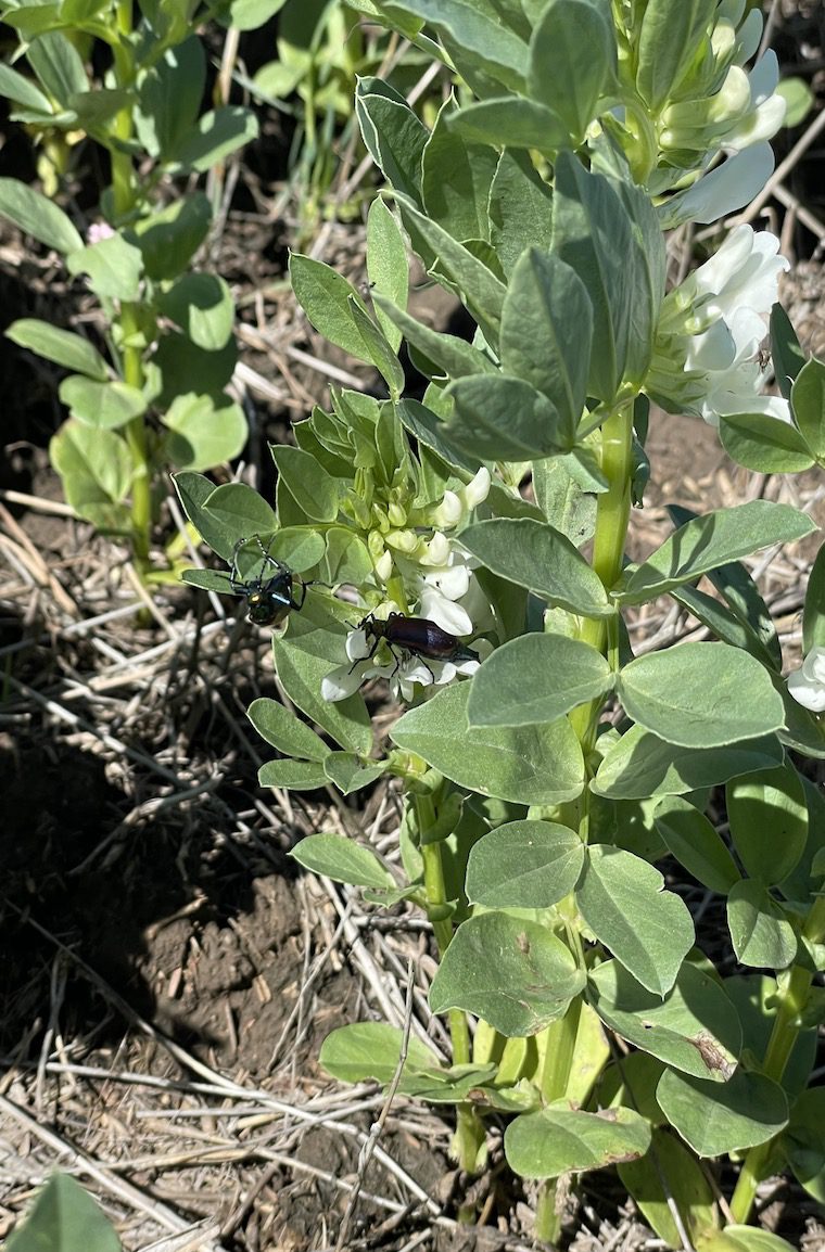 Increasing Seeding Rate to manage FHB in Wheat
