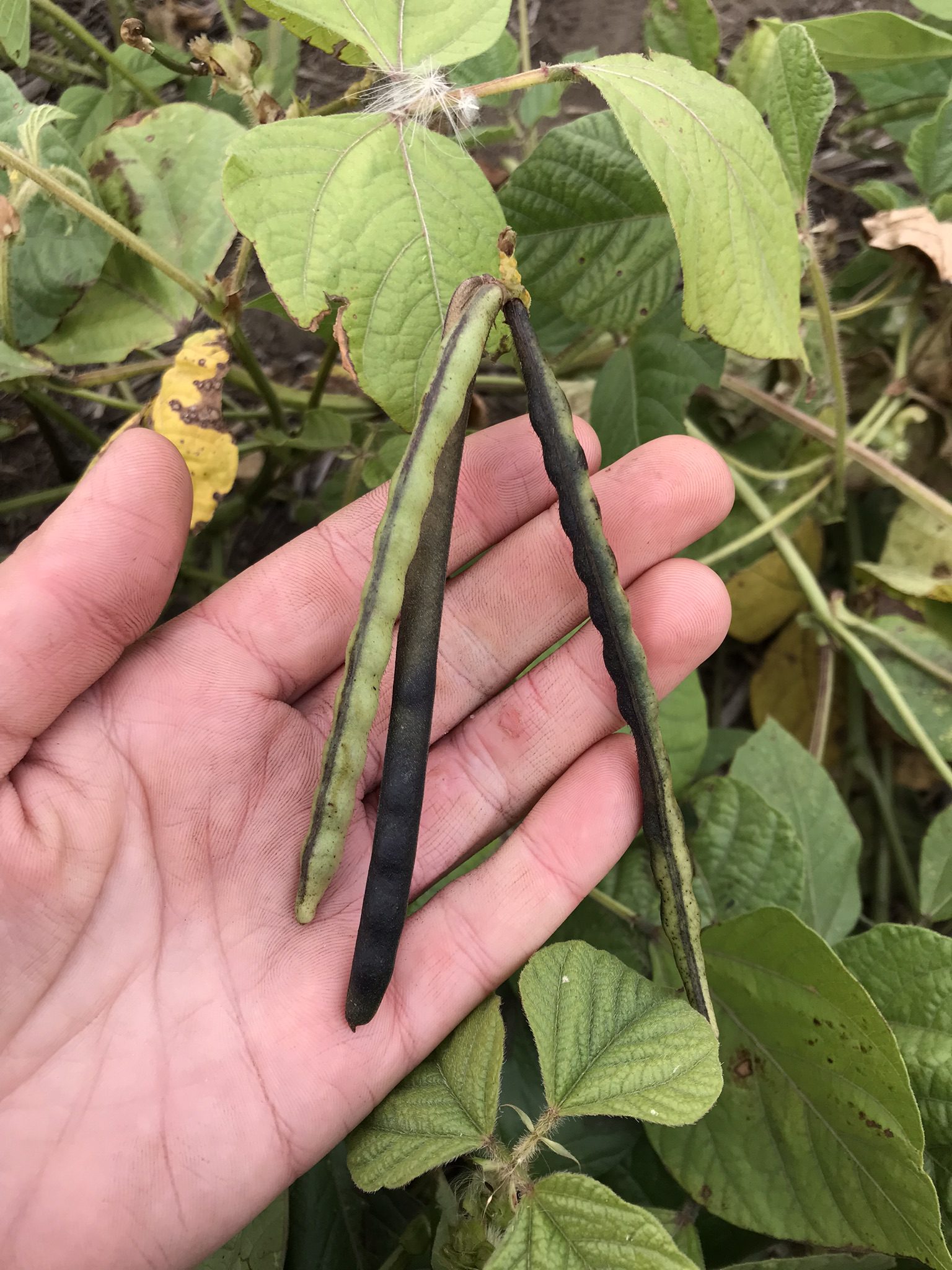 Annual Forages in a Rotation