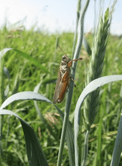Annual Forages in a Rotation